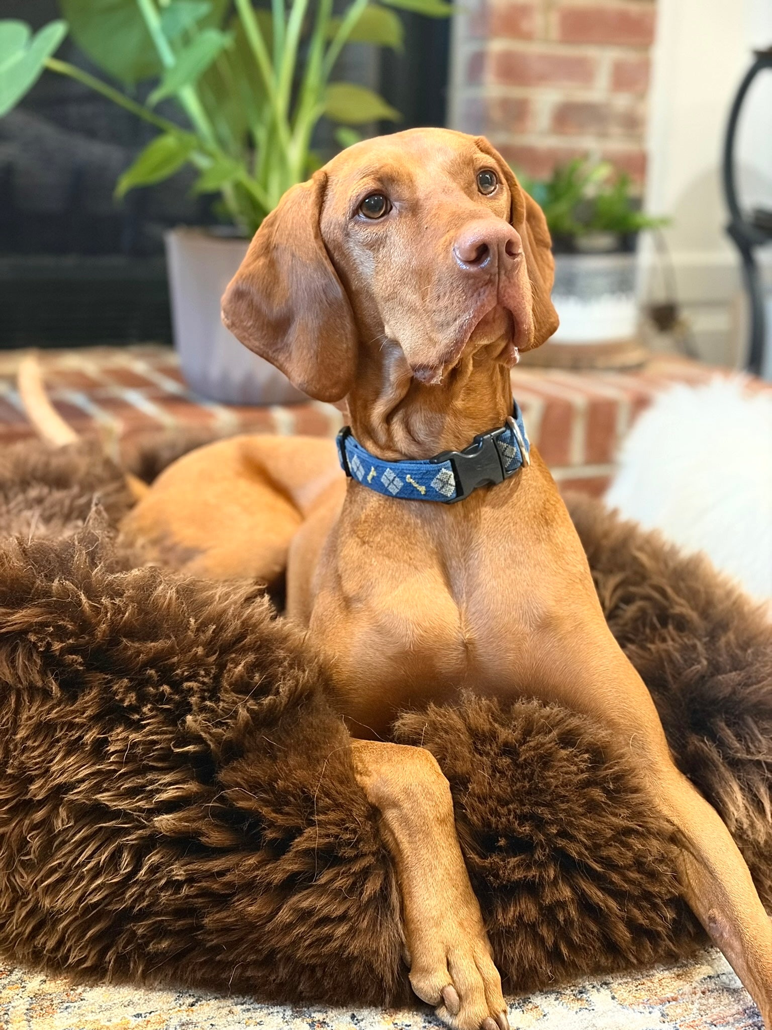 A brown dog with a blue collar relaxes on East Perry’s The Snug in Brown, Large, an anxiety relief pet bed, in a cozy living room with plants and a brick wall. The alert yet calm dog gazes upward.