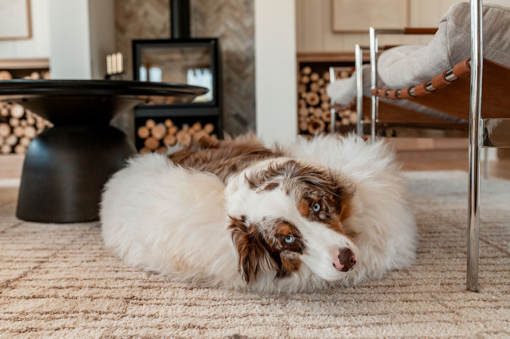 Dog resting on a natural sheepskin bed