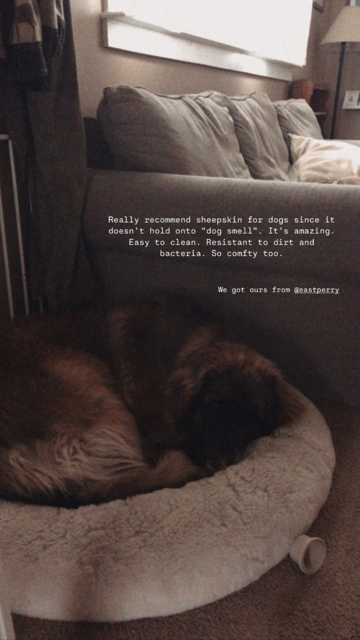 A large brown dog sleeps curled up on an East Perry SNUGLY natural wool sheepskin ring bed in a cozy living room by a gray couch, with text overlay praising SNUGLY sheepskin beds for dogs.