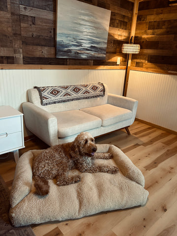 The East Perry Lounger for Dogs