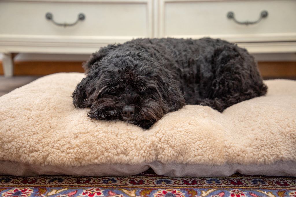A small black dog with curly fur relaxes on The PupPad by East Perry, a fluffy beige natural wool dog bed, with its head resting. In the background are a white dresser and a colorful patterned rug.