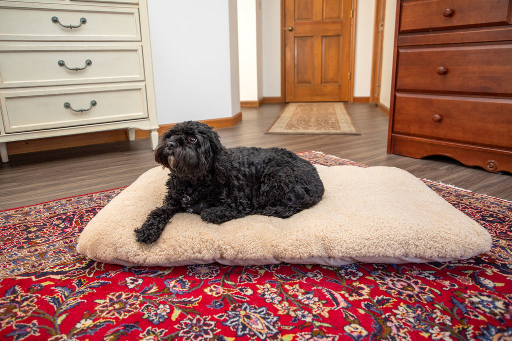 A small black dog rests on the East Perry PupPad, a natural wool dog bed, atop a colorful patterned rug in a room with wooden furniture and a closed wooden door in the background.