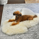 Sheepskin For Dog