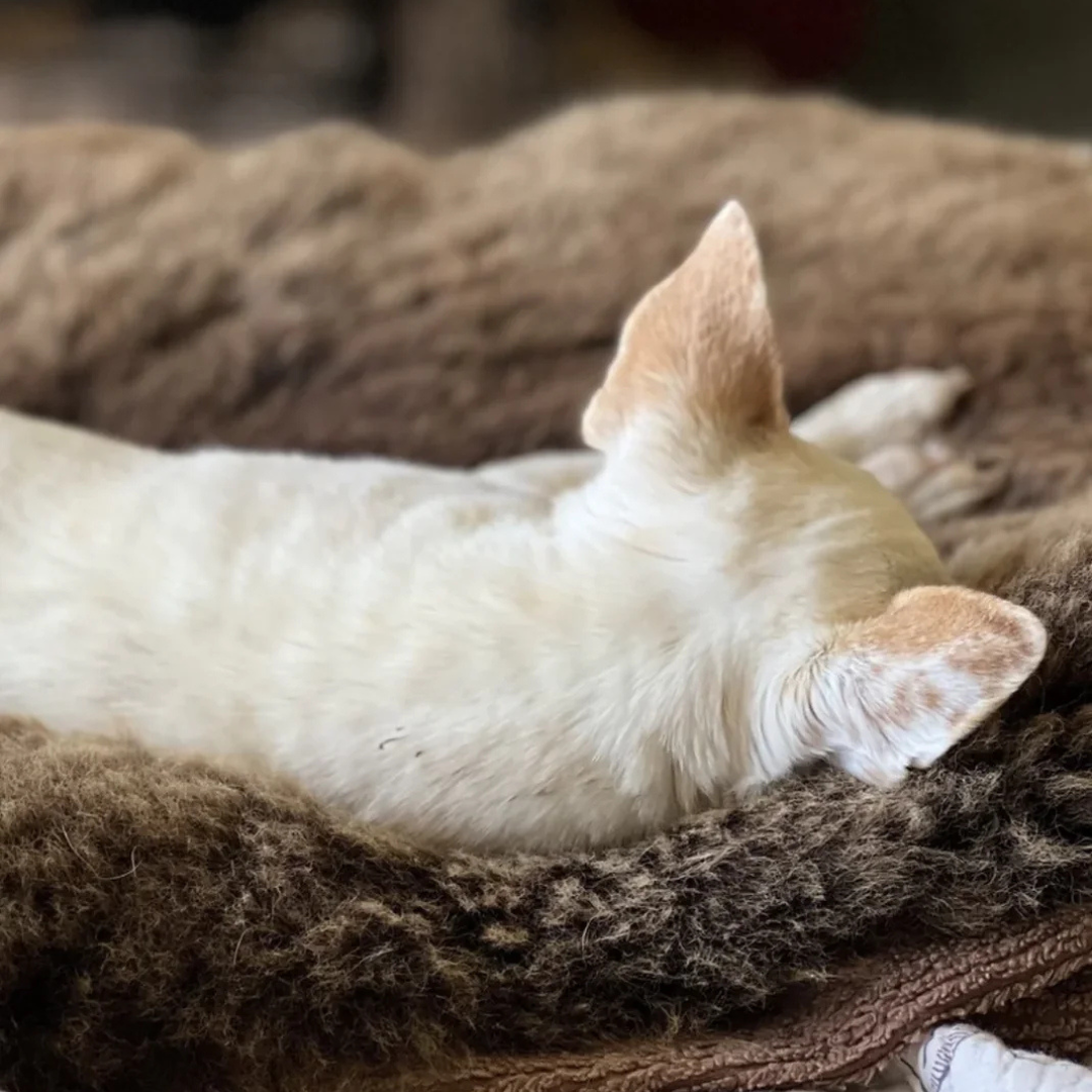 Sheepskin For Dog