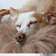 Sheepskin For Dog