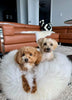 Two dogs sitting on a plush ivory animal snug