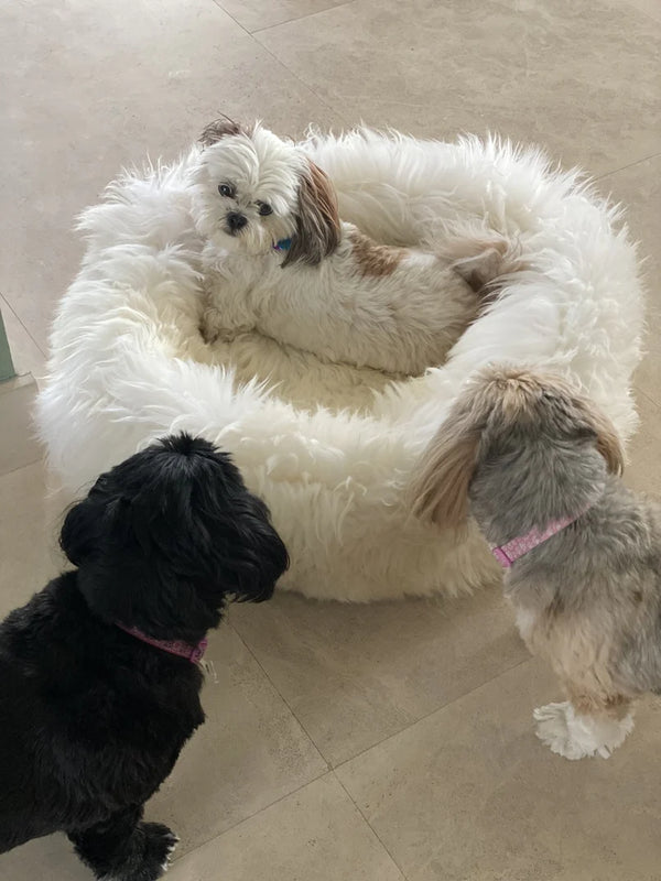 Three dogs on a plush ivory animal snug