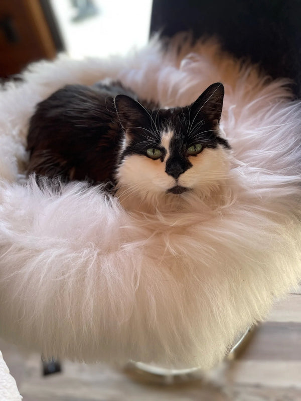 Cat lying on plush ivory animal snug