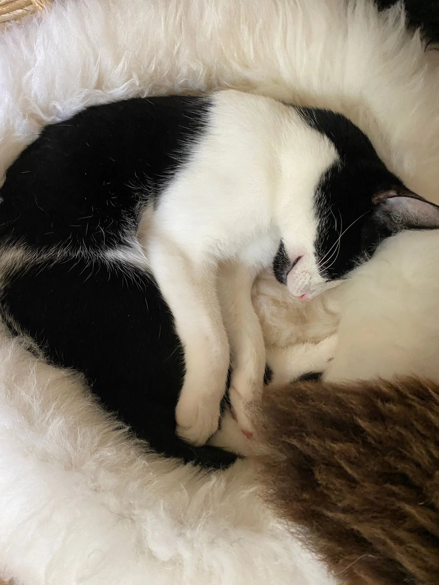 Black and white cat sleeping on plush ivory animal snug