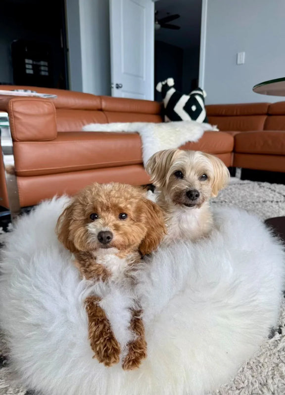 Two dogs sitting on sheepskin dog beds