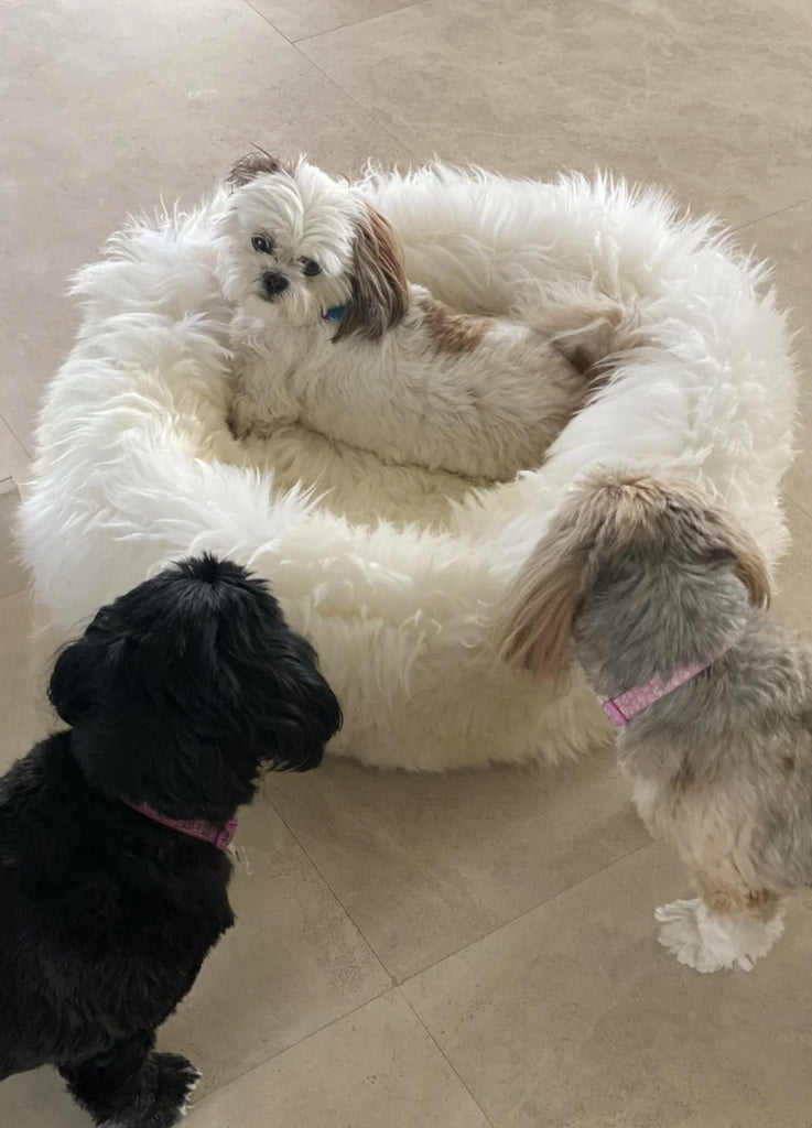 Three dogs on sheepskin dog beds