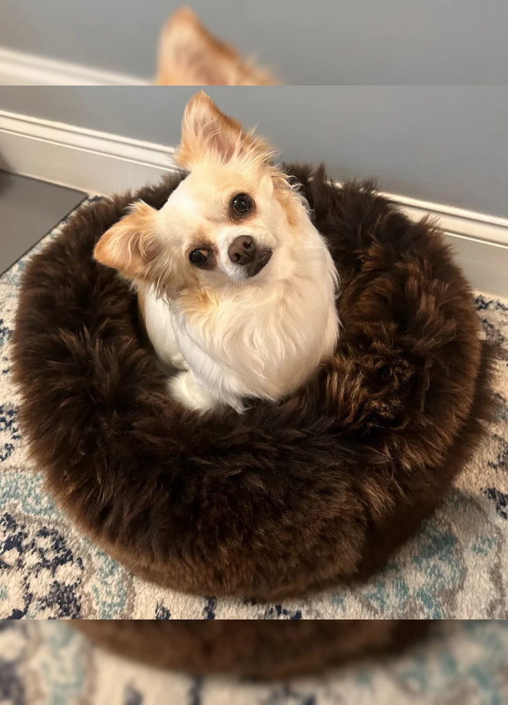 Small dog sitting in sheepskin dog beds