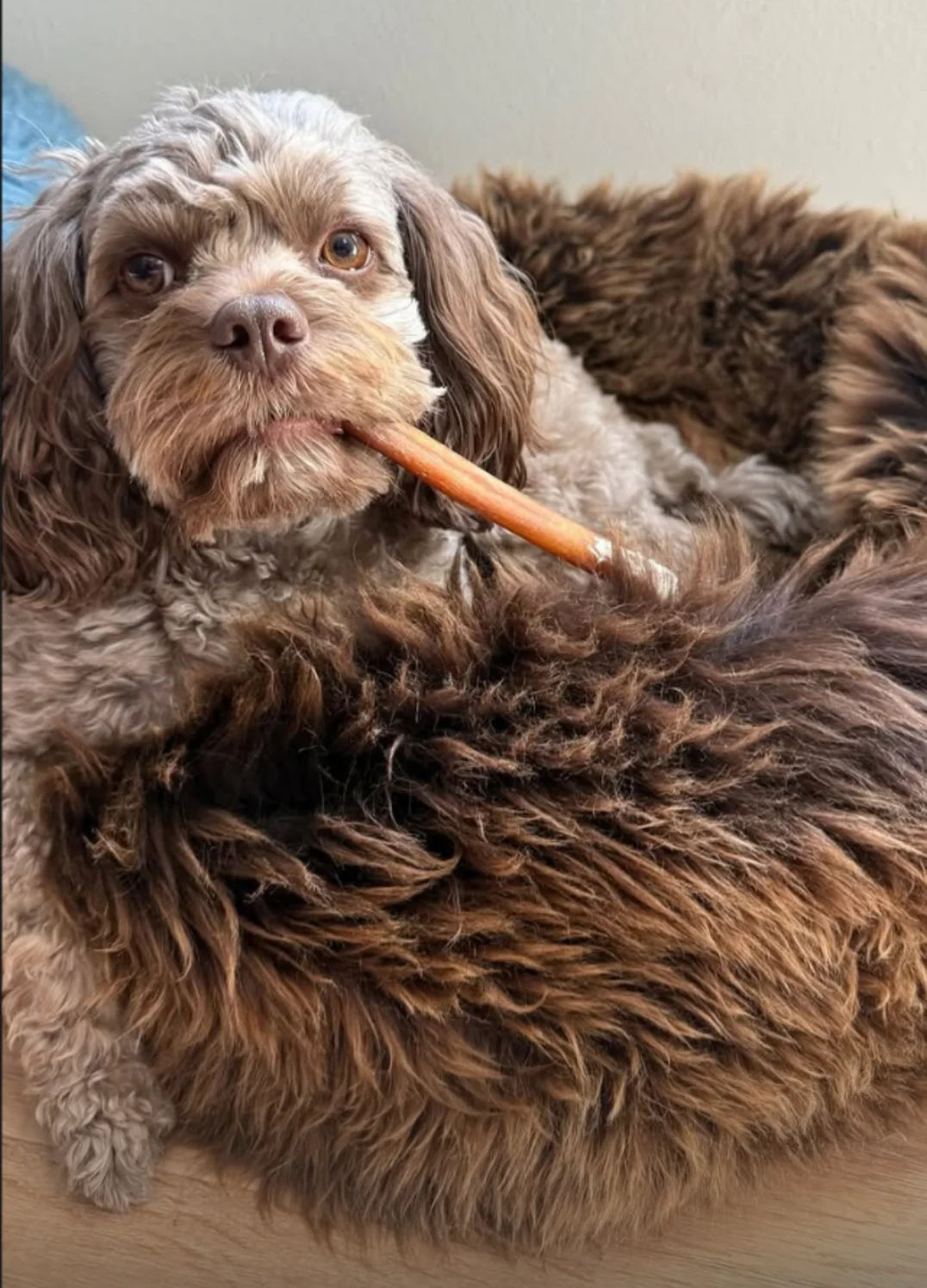 Dog chewing on a carrot in sheepskin dog beds