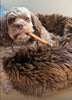 Dog chewing on a carrot in sheepskin dog beds