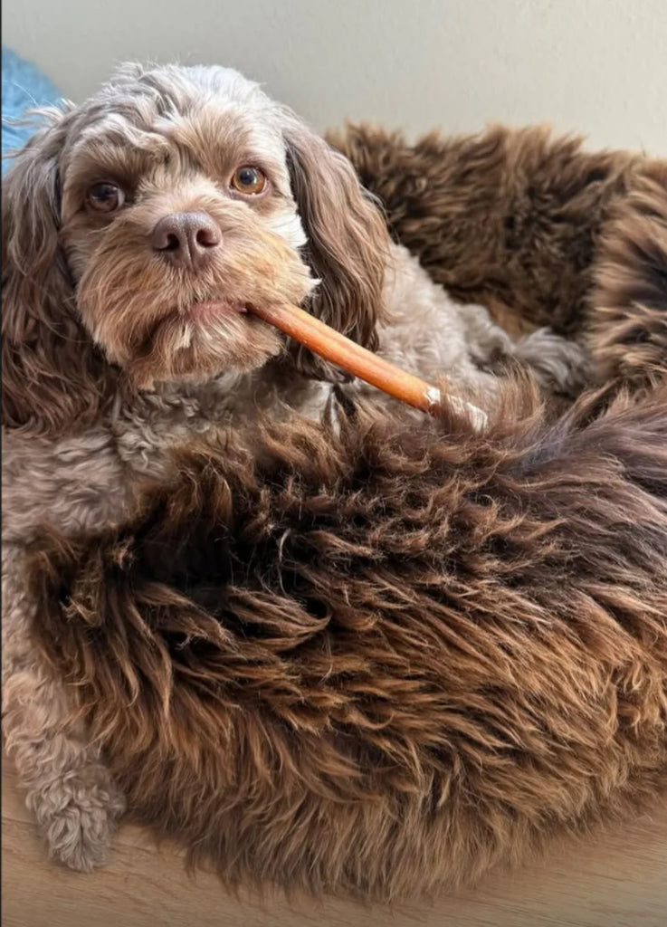 Dog chewing on a carrot in sheepskin dog beds