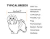 Diagram of typical small dog breeds with a line drawing of a Shih Tzu and a list of breeds.
