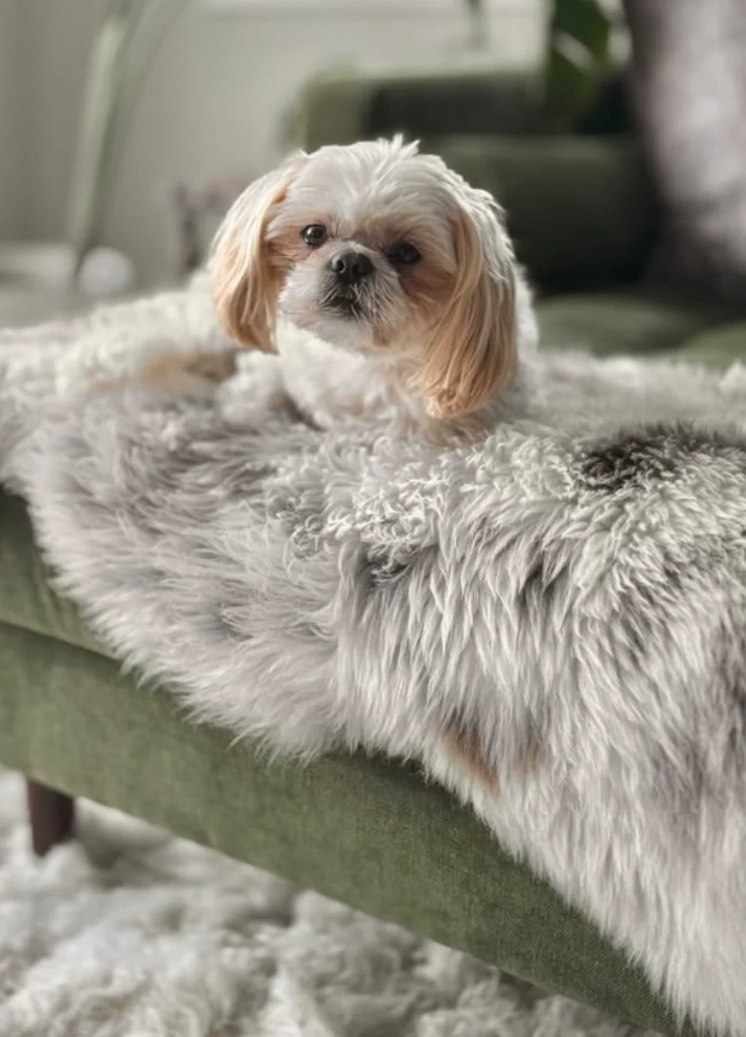 Small dog sitting on sheepskin for dogs