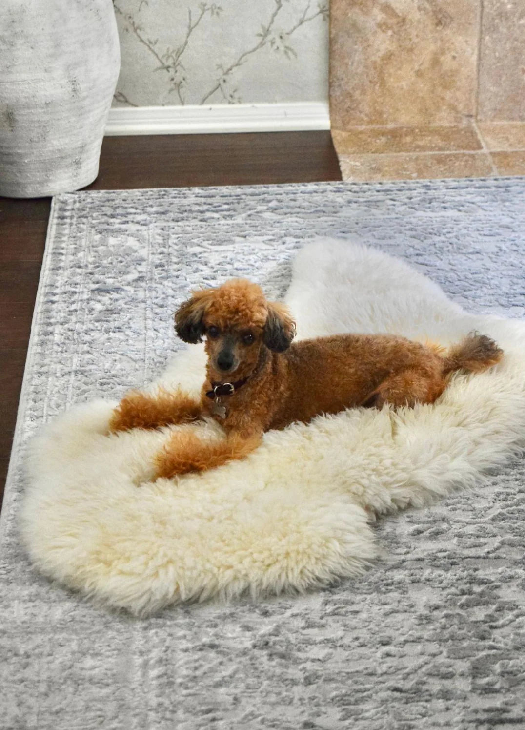 Small brown dog lying on sheepskin for dogs