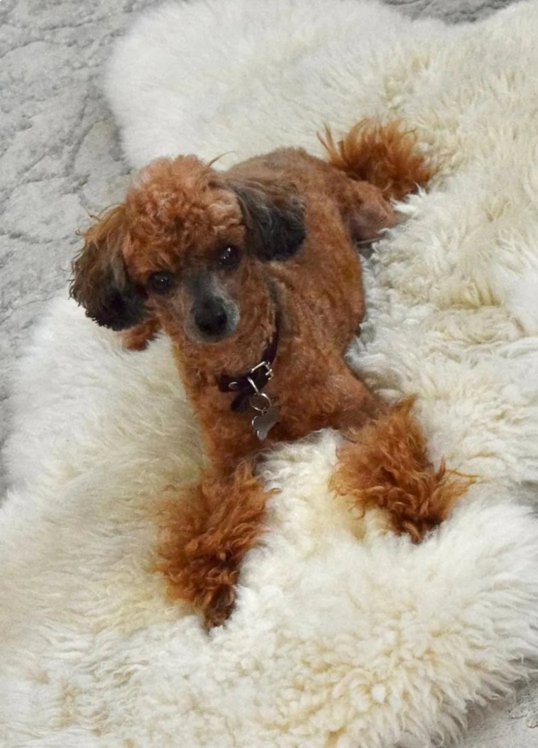 Small brown dog sitting on sheepskin for dogs