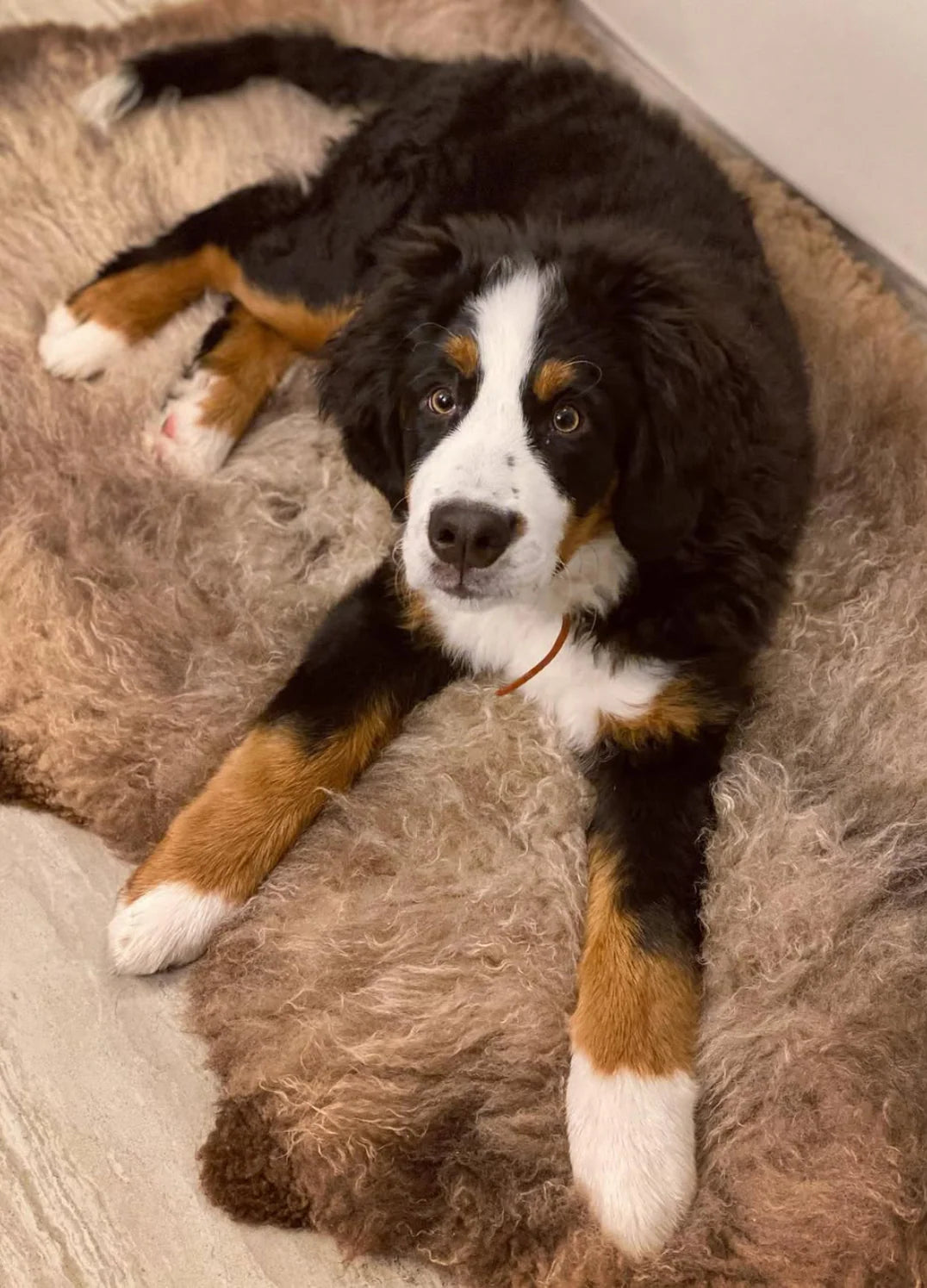 Bernese Mountain dog lying on sheepskin for dogs