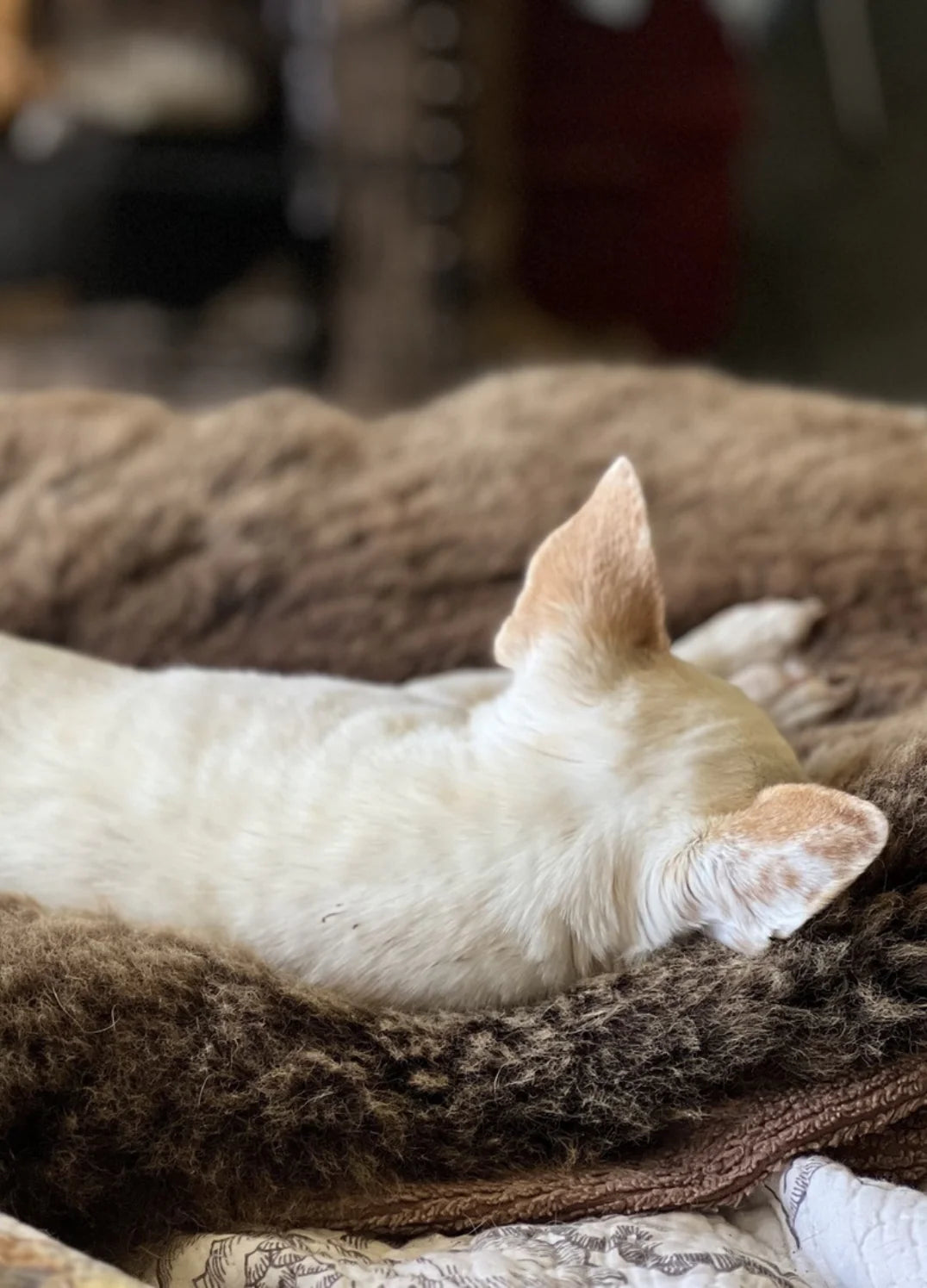 White dog lying on sheepskin for dogs
