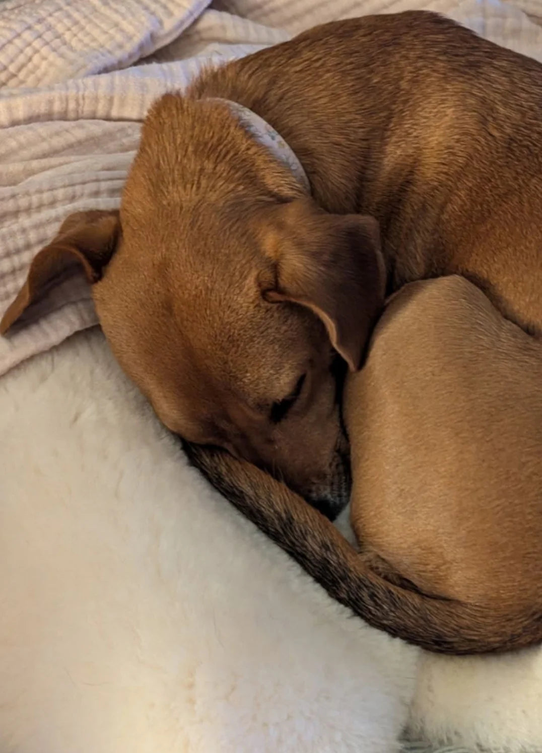 Brown dog sleeping on sheepskin for dogs