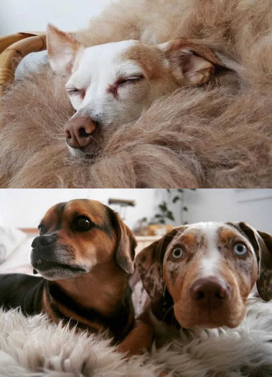 Two images of dogs: one sleeping in sheepskin for dogs and another two dogs lying together on sheepskin for dogs