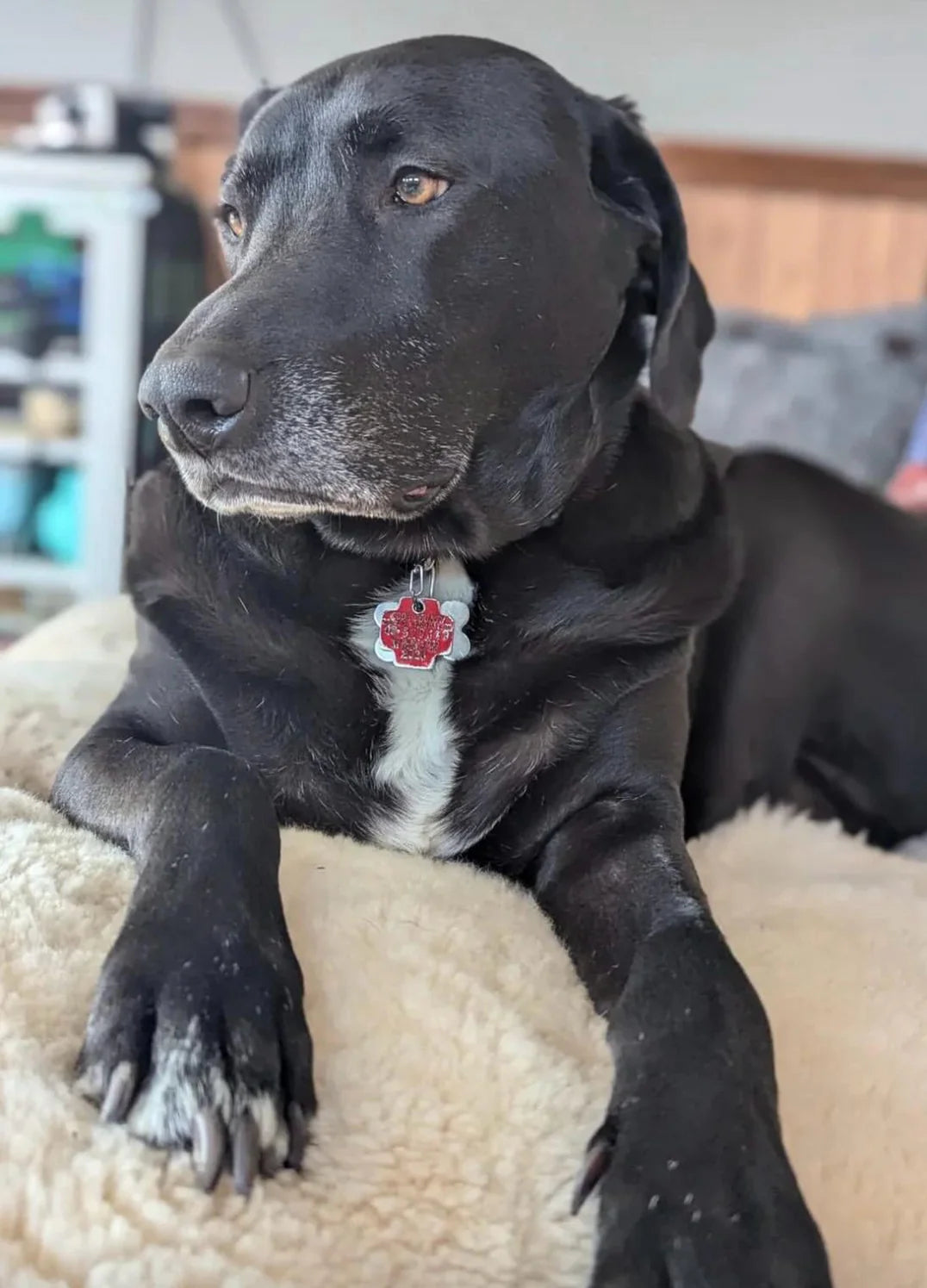 Black dog with a red collar tag sitting on sheepskin for dogs