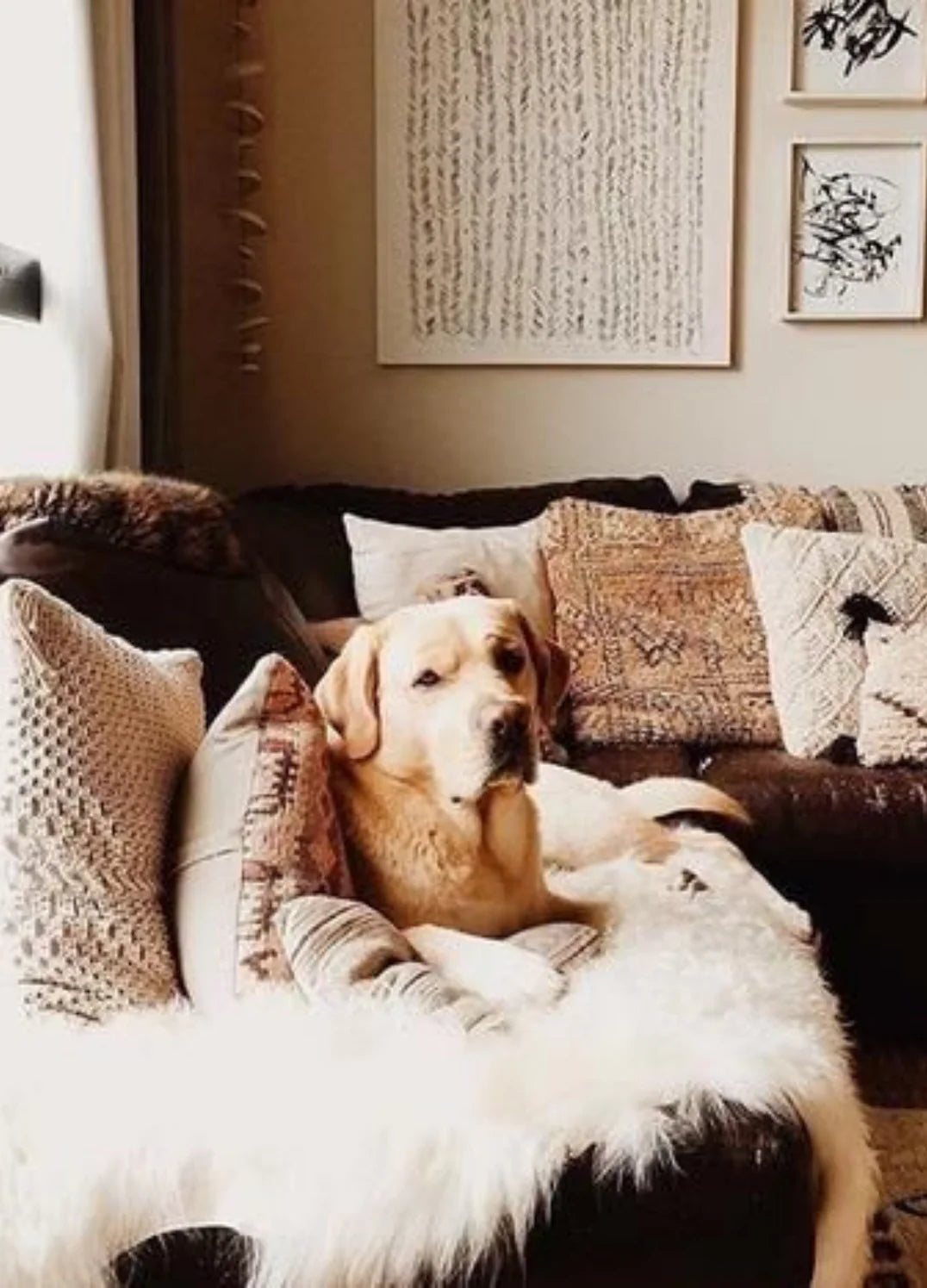 Dog lying on sheepskin for dogs