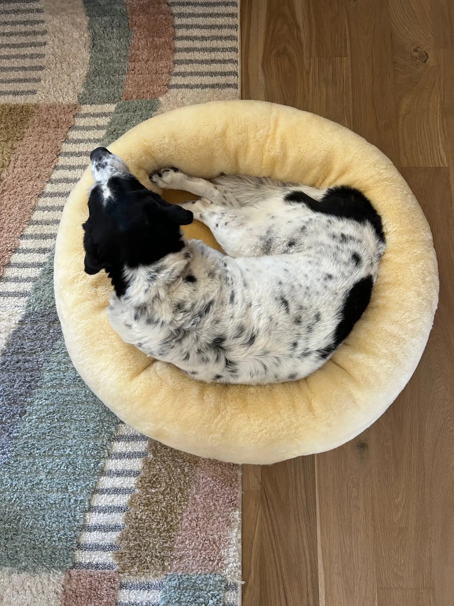 Dog lying on snugly short fur sheepskin dog bed