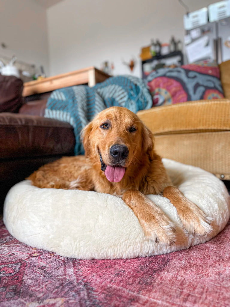 Dog lying on snugly short fur sheepskin dog bed