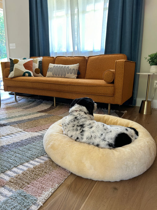 Dog lying on snugly short fur sheepskin dog bed in a living room 
