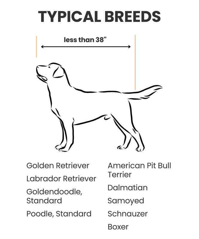 Diagram of a dog with height measurement and list of typical breeds under 38 inches